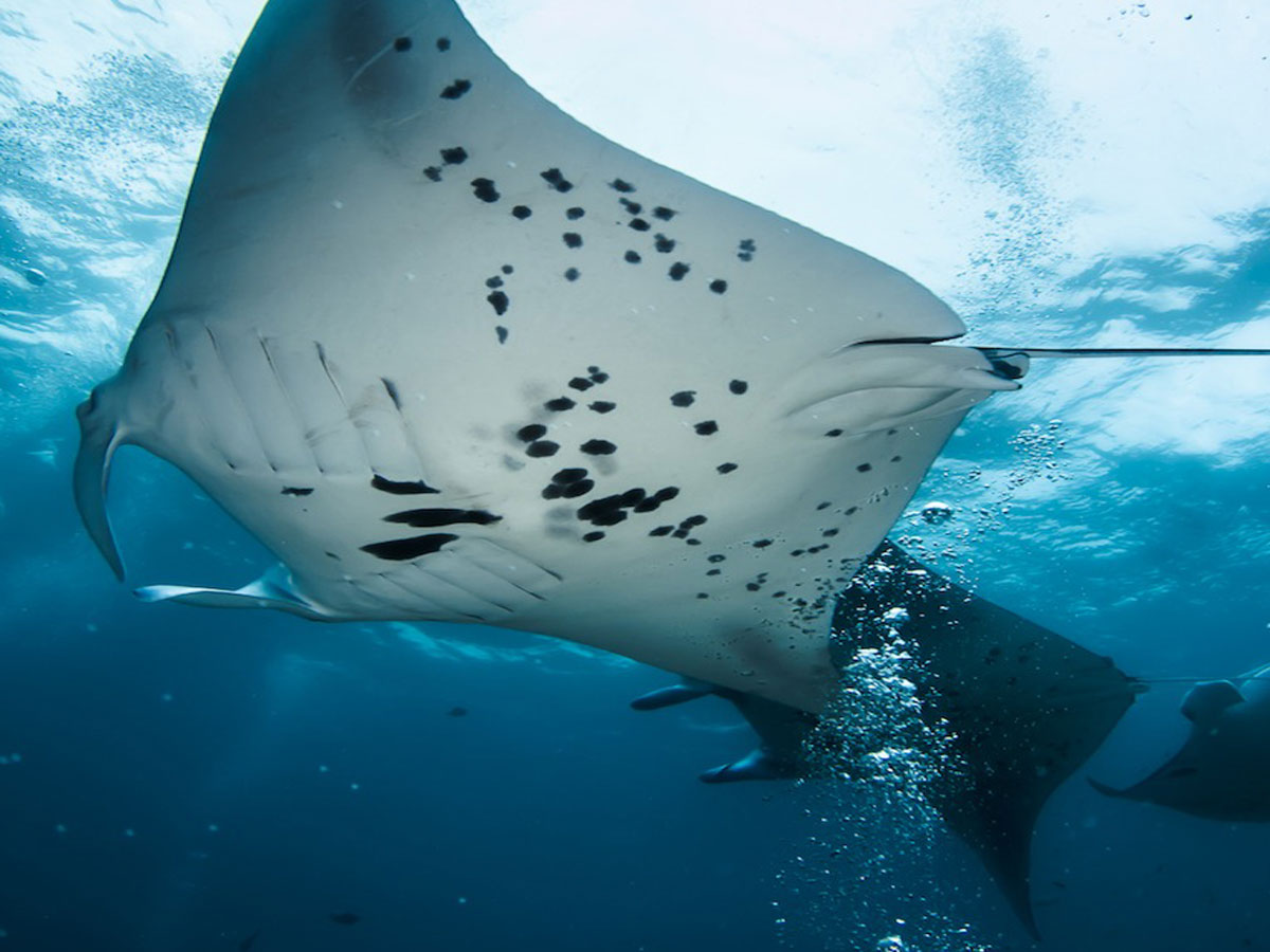 Snorkeling Trip Nusa Penida photo 4